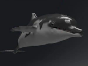 dolphin sculpt 3D Model