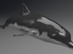 dolphin sculpt Modello 3D
