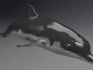 dolphin sculpt 3D Model