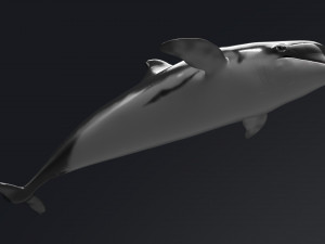dolphin sculpt Modello 3D