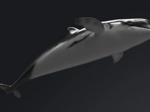 dolphin sculpt 3D Model