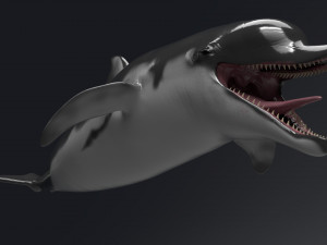 dolphin sculpt Modello 3D