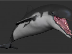 dolphin sculpt 3D Model