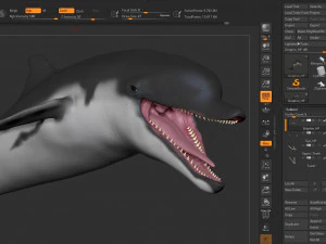 dolphin sculpt 3D Model