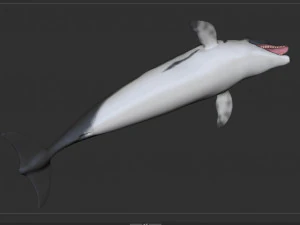 dolphin sculpt 3D Model