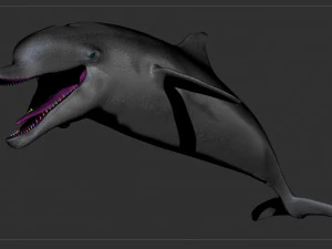dolphin sculpt 3D Model