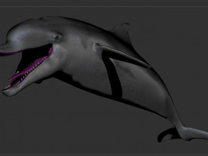 dolphin sculpt Modello 3D