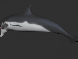 dolphin sculpt Modello 3D