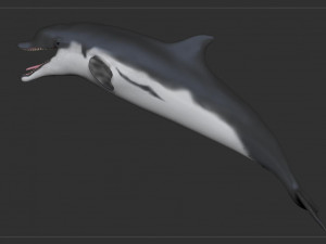 dolphin sculpt Modello 3D