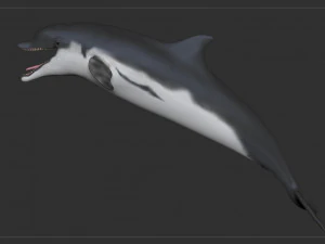 dolphin sculpt 3D Model