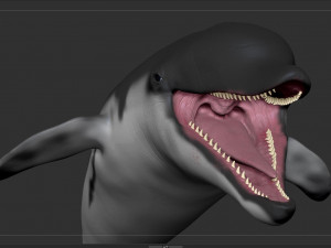 dolphin sculpt Modello 3D