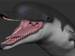 dolphin sculpt Modello 3D