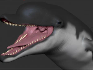 dolphin sculpt 3D Model