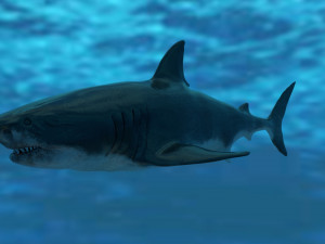 check out my new a great white shatk sculpt 3D Модель