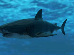 check out my new a great white shatk sculpt 3D Model