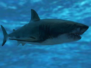 check out my new a great white shatk sculpt 3D Model