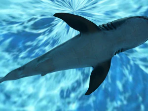check out my new a great white shatk sculpt 3D Model