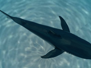 check out my new a great white shatk sculpt 3D Модель