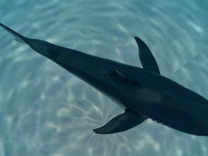check out my new a great white shatk sculpt 3D Model