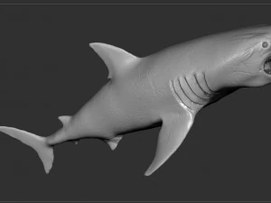 check out my new a great white shatk sculpt 3D Model