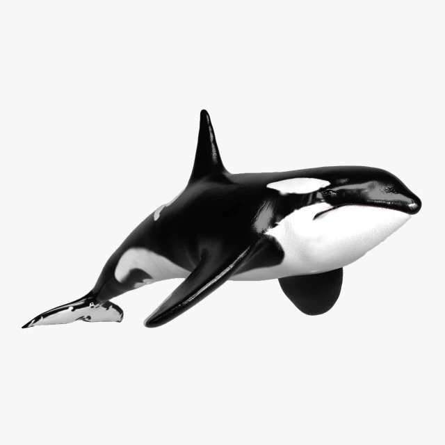 killer whale sculpt 3D Model .c4d .max .obj .3ds .fbx .stl .blend