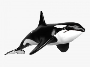 killer whale sculpt 3D मॉडल