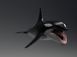 killer whale sculpt 3D 模型