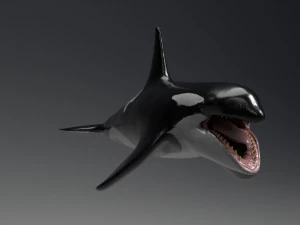 killer whale sculpt 3D Model