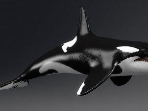 killer whale sculpt 3D 模型
