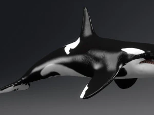 killer whale sculpt 3D Model