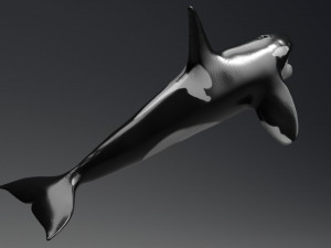 killer whale sculpt 3D 模型