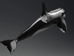 killer whale sculpt 3D Model
