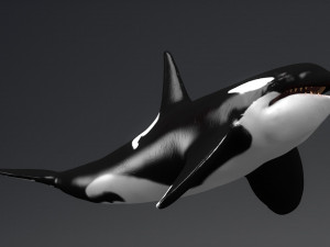 killer whale sculpt 3D 模型
