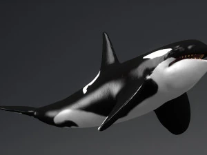 killer whale sculpt 3D Model