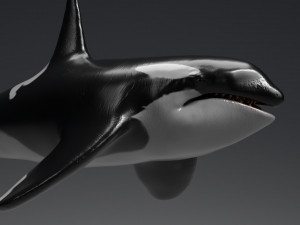 killer whale sculpt 3D 模型