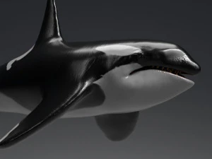 killer whale sculpt 3D Model