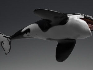 killer whale sculpt 3D 模型
