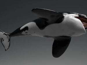 killer whale sculpt 3D Model