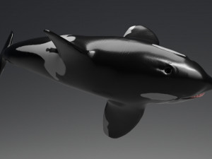 killer whale sculpt 3D 模型