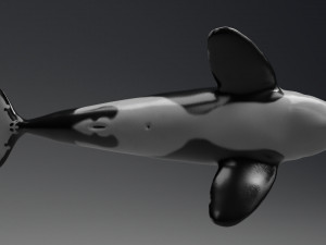 killer whale sculpt 3D 模型