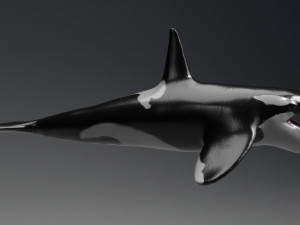 killer whale sculpt 3D 模型