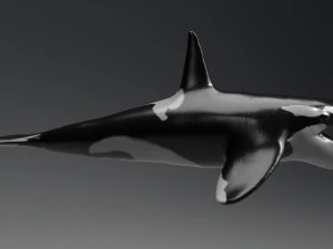 killer whale sculpt 3D Model