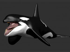 killer whale sculpt 3D Model