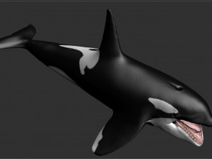 killer whale sculpt 3D 模型