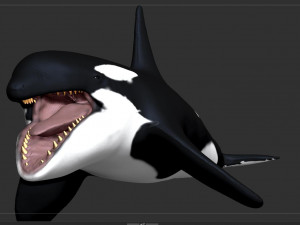 killer whale sculpt 3D 模型