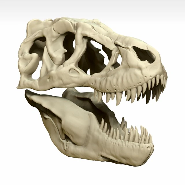 tarbosaurus skull sculpt project 3D Model .c4d .max .obj .3ds .fbx .stl .blend 