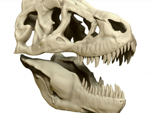 tarbosaurus skull sculpt project Model 3D
