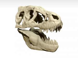 tarbosaurus skull sculpt project Modelo 3D