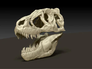 tarbosaurus skull sculpt project 3D Model
