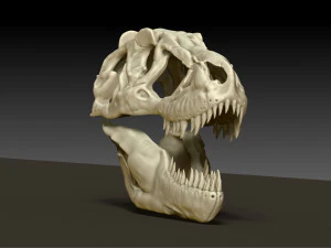 tarbosaurus skull sculpt project 3D Model